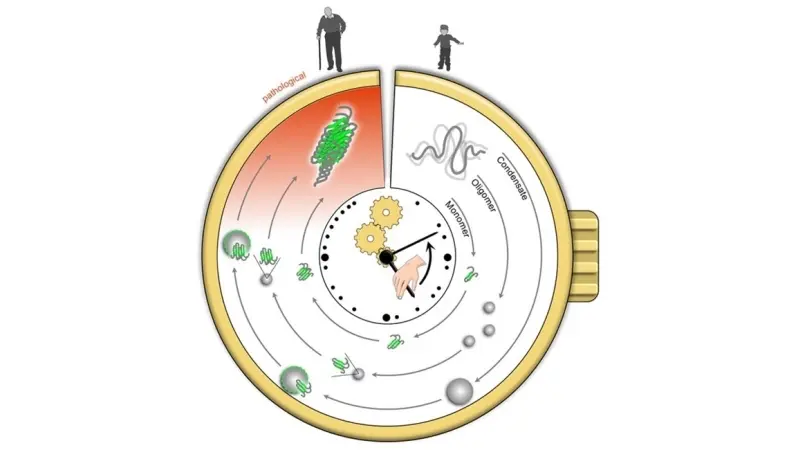 הדמיה של שעון צבירת חלבון (תמונה/©: Nike Heinss / JGU)