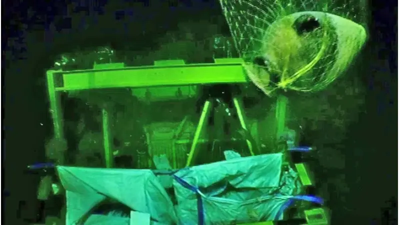 קנקן עתיק שהוצא מהמים, צילום: חברת אנרג'יאן