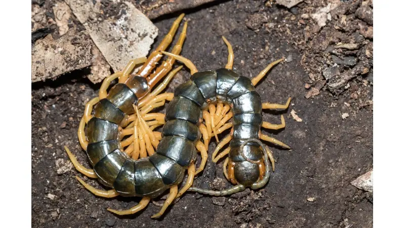 No description available