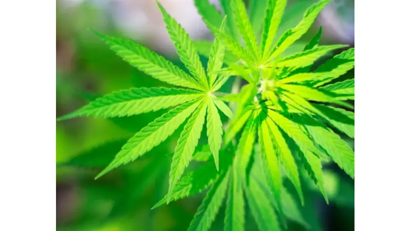 No description available