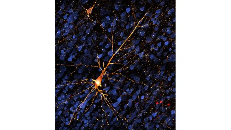 No description available